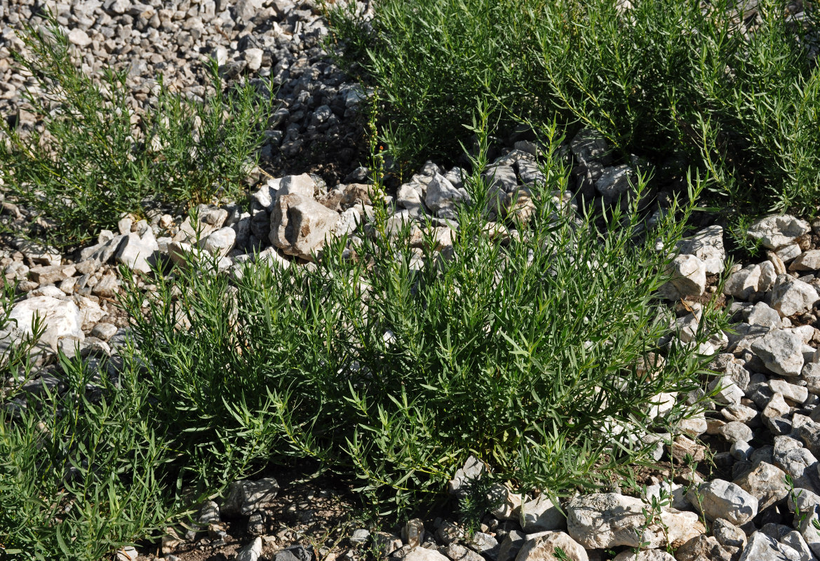 Image of Artemisia dracunculus specimen.