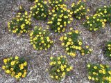 Xerochrysum bracteatum. Цветущие растения. Австралия, г. Брисбен, ботанический сад. 03.12.2017.