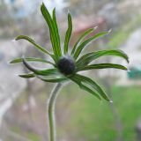 Pulsatilla dahurica
