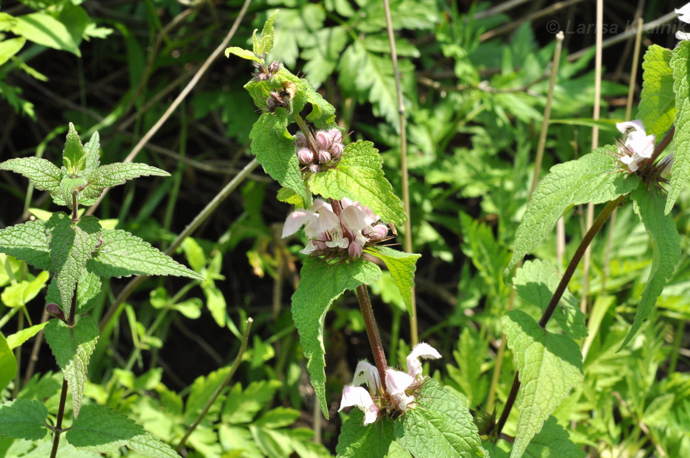 Image of Lamium barbatum specimen.