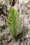 Equisetum telmateia