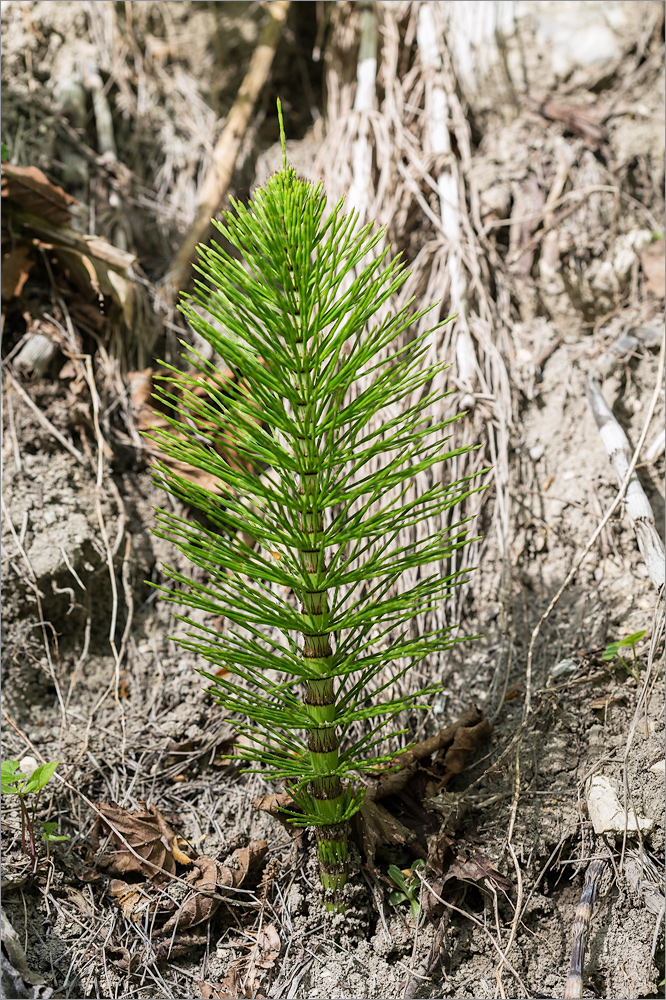 Изображение особи Equisetum telmateia.