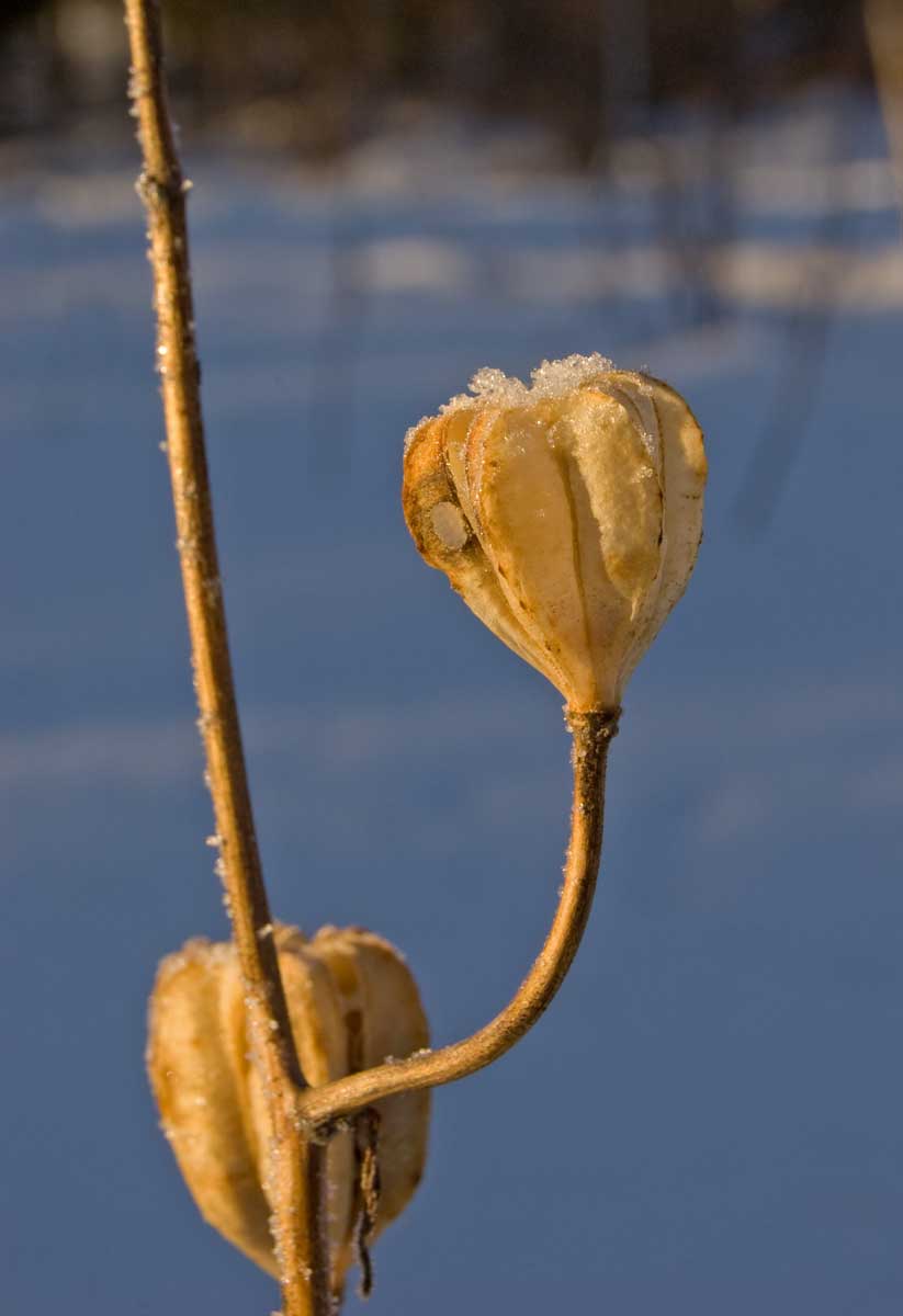 Изображение особи Lilium pilosiusculum.