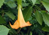 Brugmansia aurea