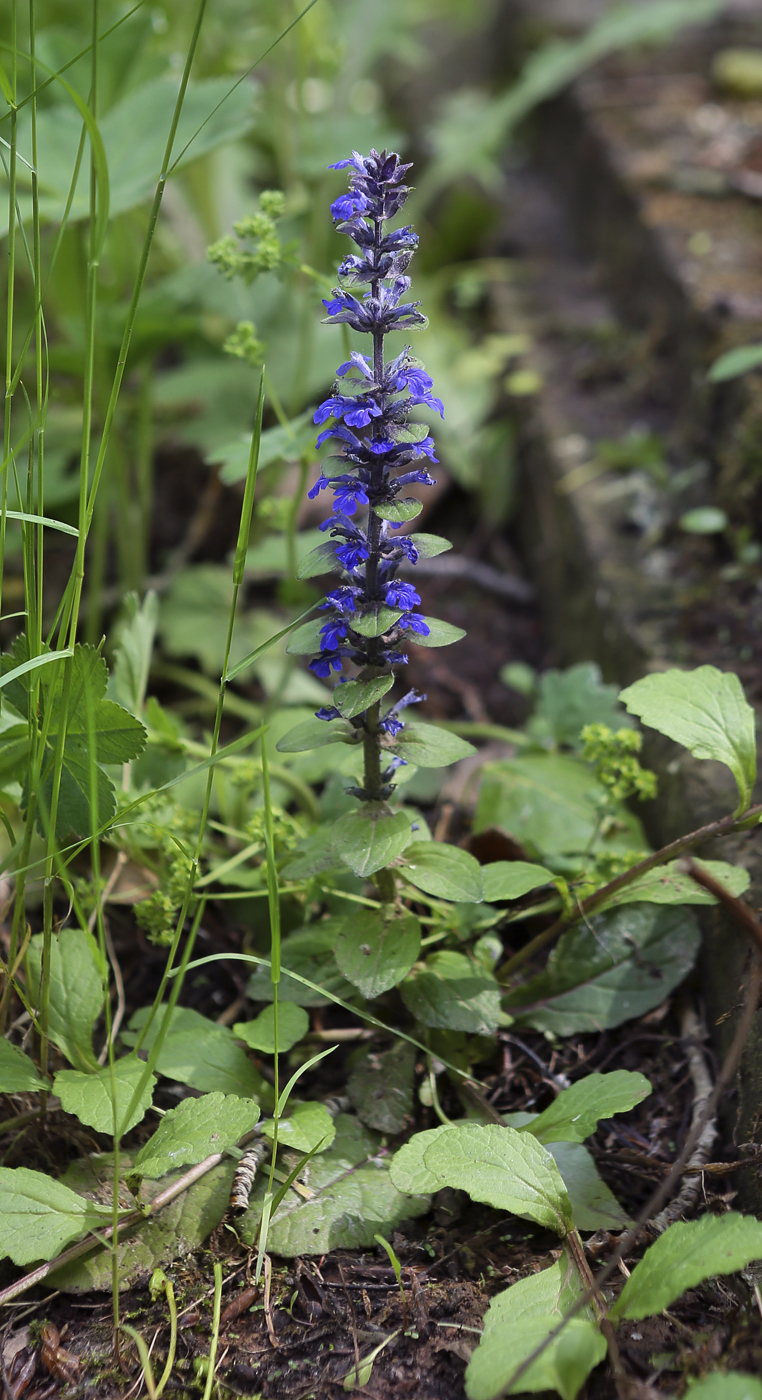 Image of Ajuga reptans specimen.