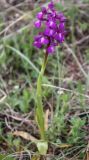 Anacamptis morio subspecies caucasica. Цветущее растение. Крым, Бахчисарайский р-н, окр. с. Трудолюбовка, петрофильная степь на горе Патиль. 05.05.2010.