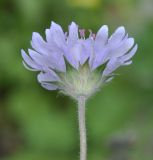 Knautia integrifolia