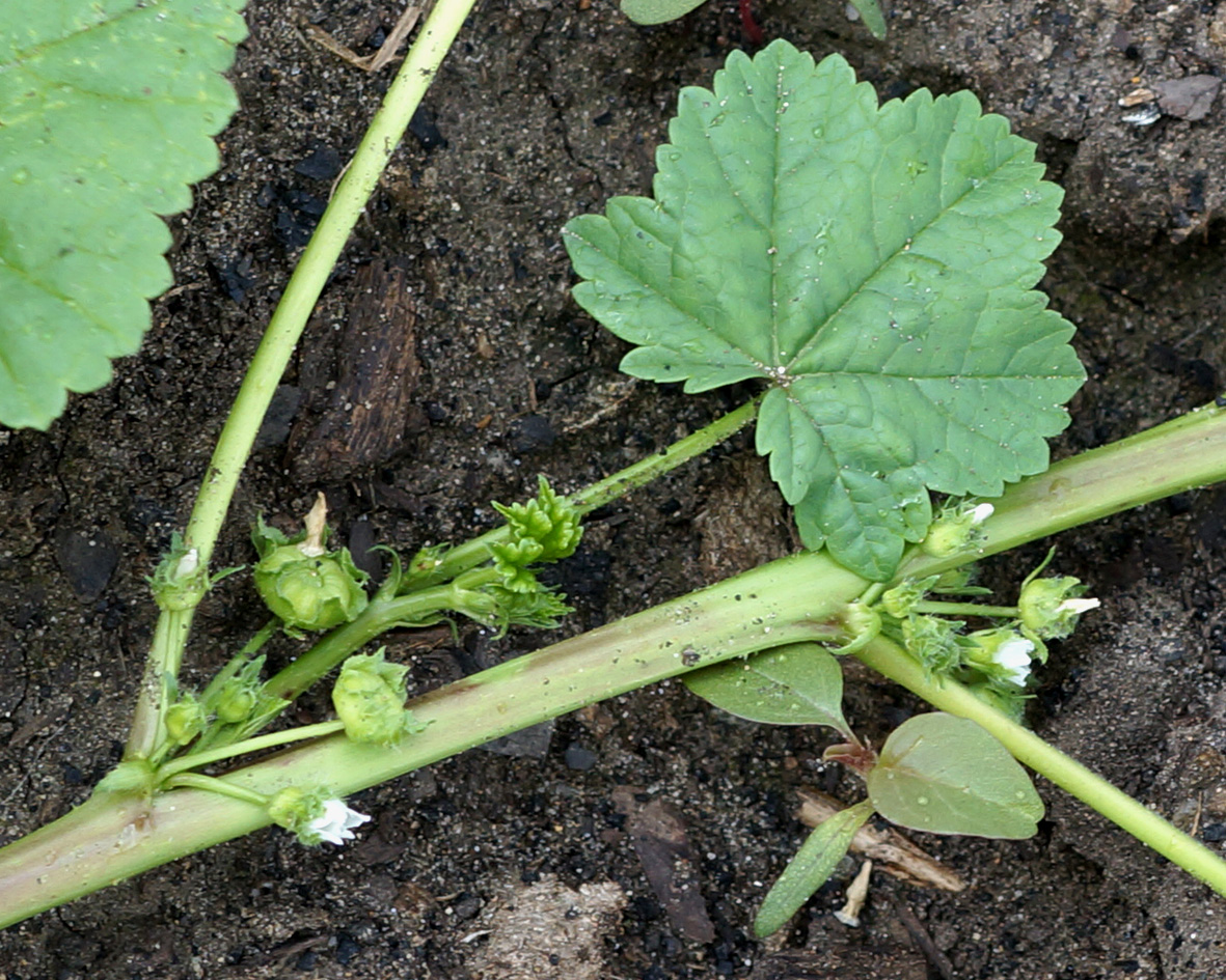 Image of Malva pusilla specimen.