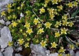 Saxifraga adenophora. Цветущие растения. Адыгея, Фишт-Оштеновский массив, гора Оштен, ≈ 2800 м н.у.м., каменистый склон. 06.07.2017.