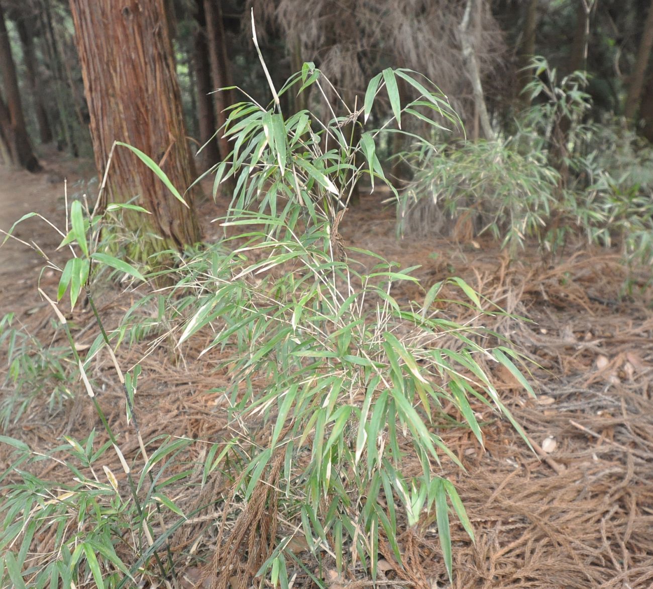 Изображение особи семейство Poaceae.
