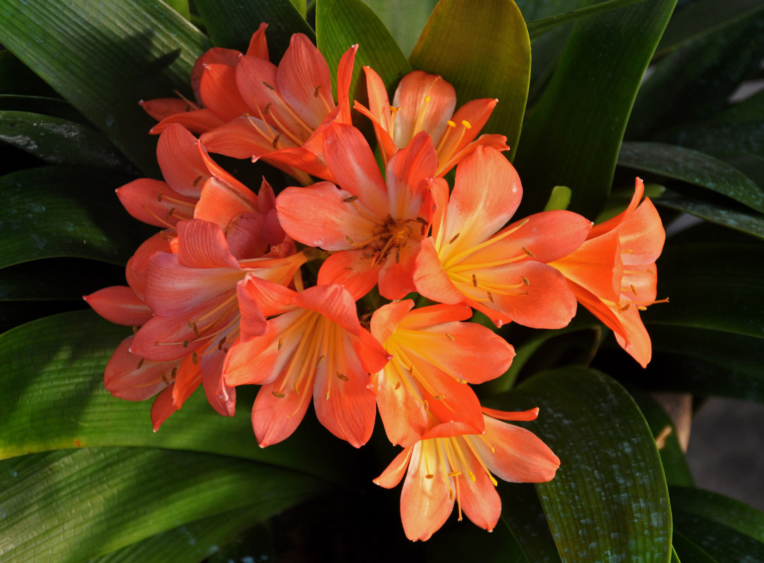 Image of Clivia miniata specimen.