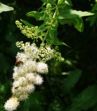 Spiraea alba. Соцветие с кормящимися шмелём и жуком. Восточный Казахстан, г. Усть-Каменогорск, Архитектурно-ландшафтный музей-заповедник, в культуре. 25.06.2017.