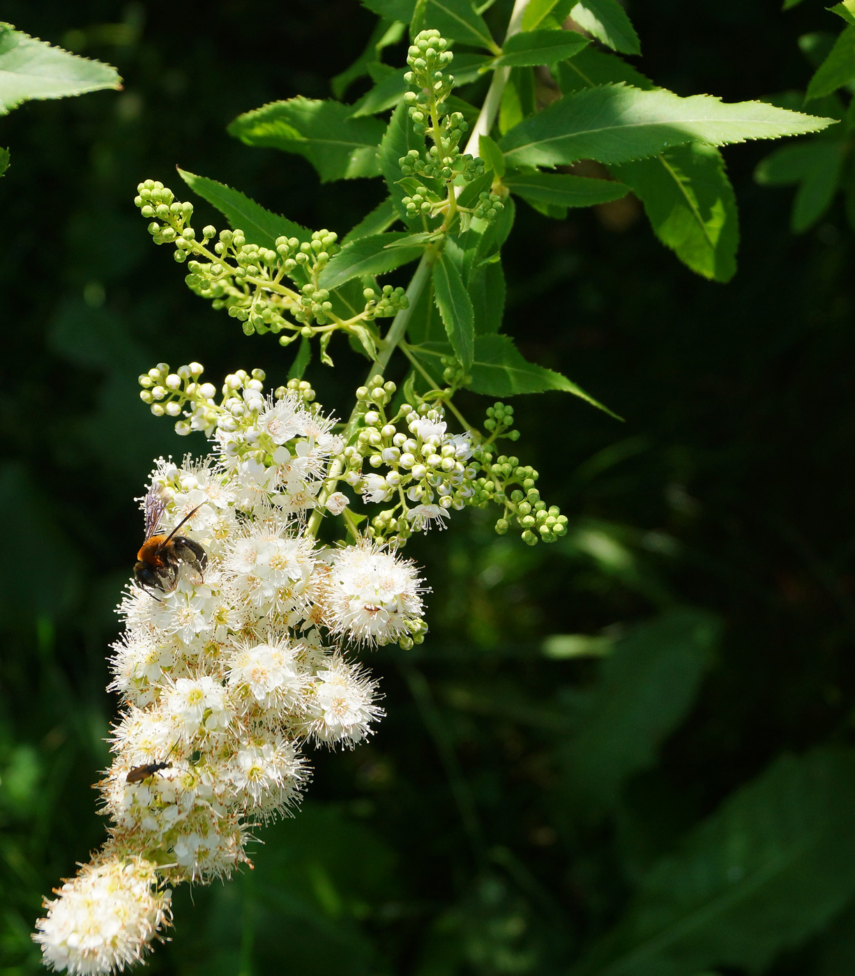 Image of Spiraea alba specimen.
