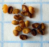 Medicago sativa