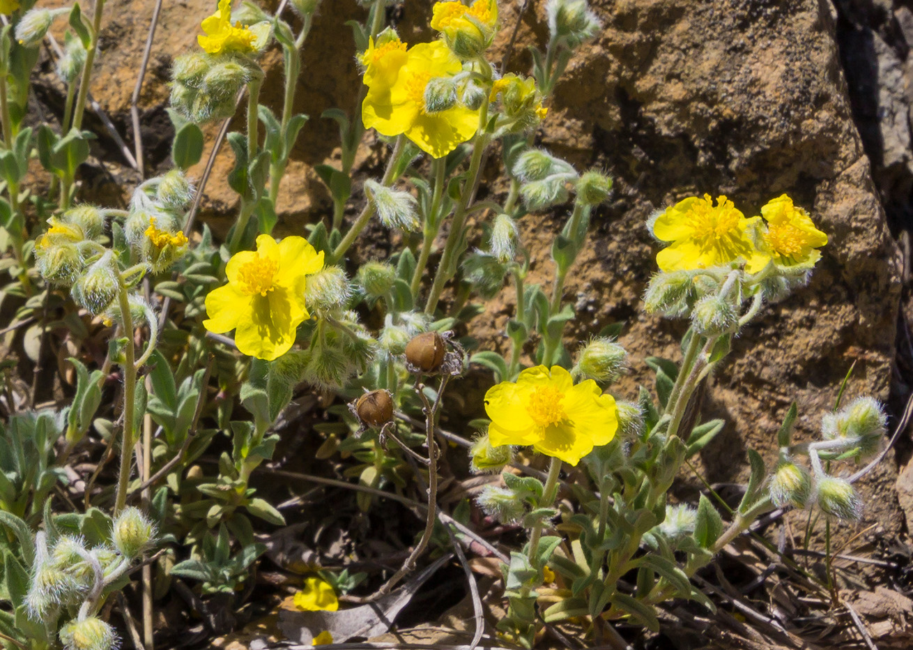 Изображение особи род Helianthemum.