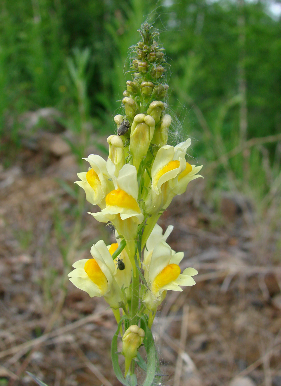 Изображение особи Linaria acutiloba.