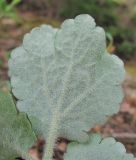 Chelidonium majus. Верхушка листа (вид снизу). Дагестан, г. о. Махачкала, гора Тарки-Тау, широколиственный лес на склоне. 12.05.2018.