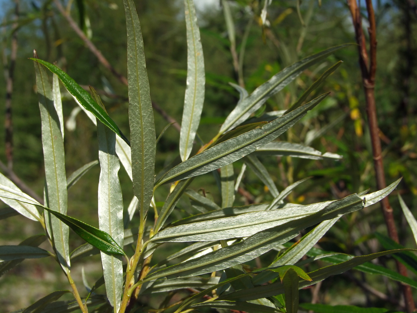 Image of Salix schwerinii specimen.