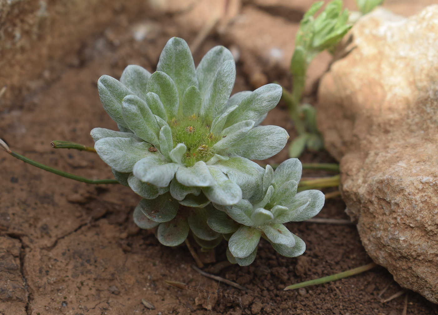 Изображение особи Filago pygmaea.