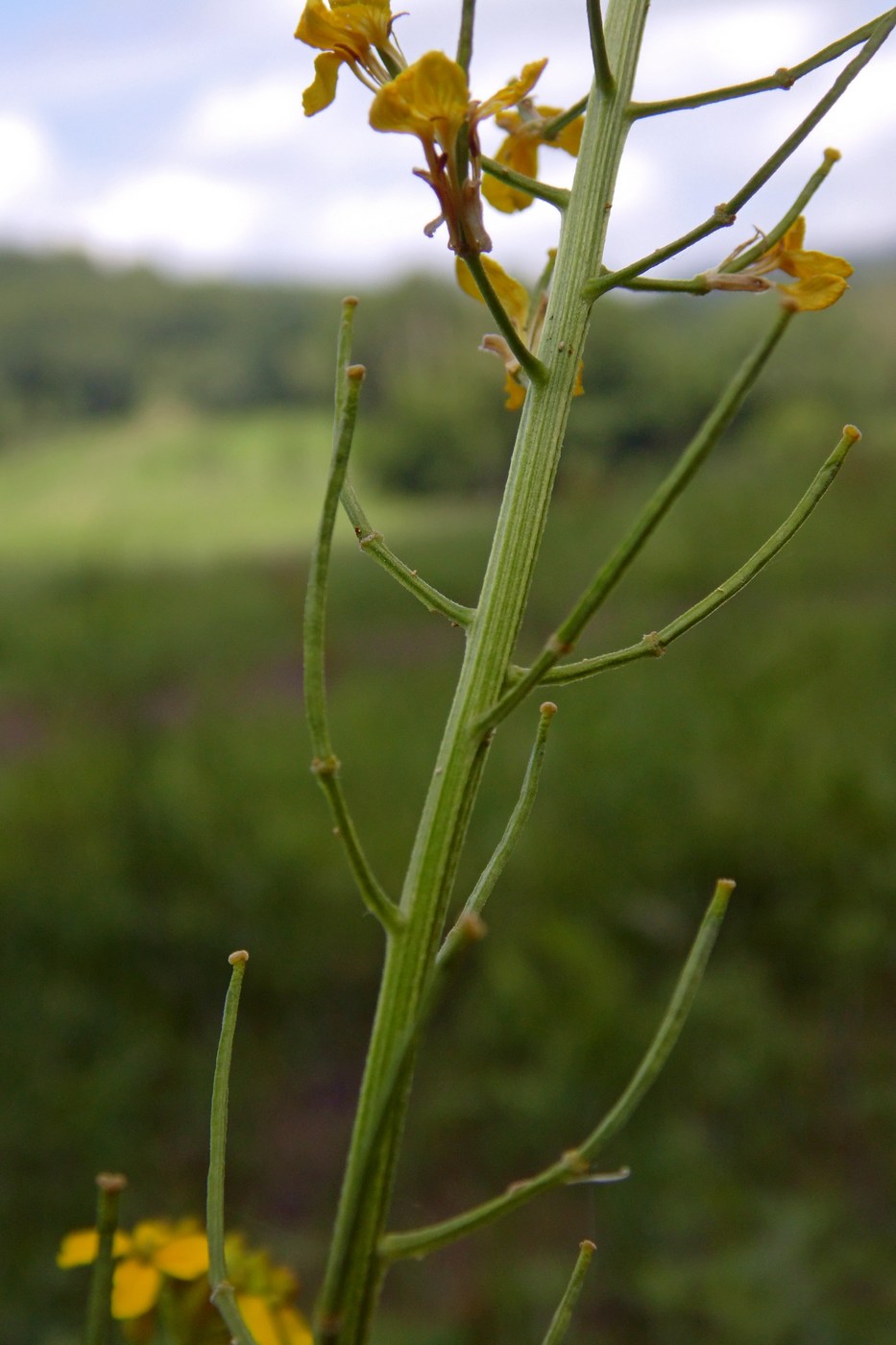 Изображение особи Erysimum aureum.