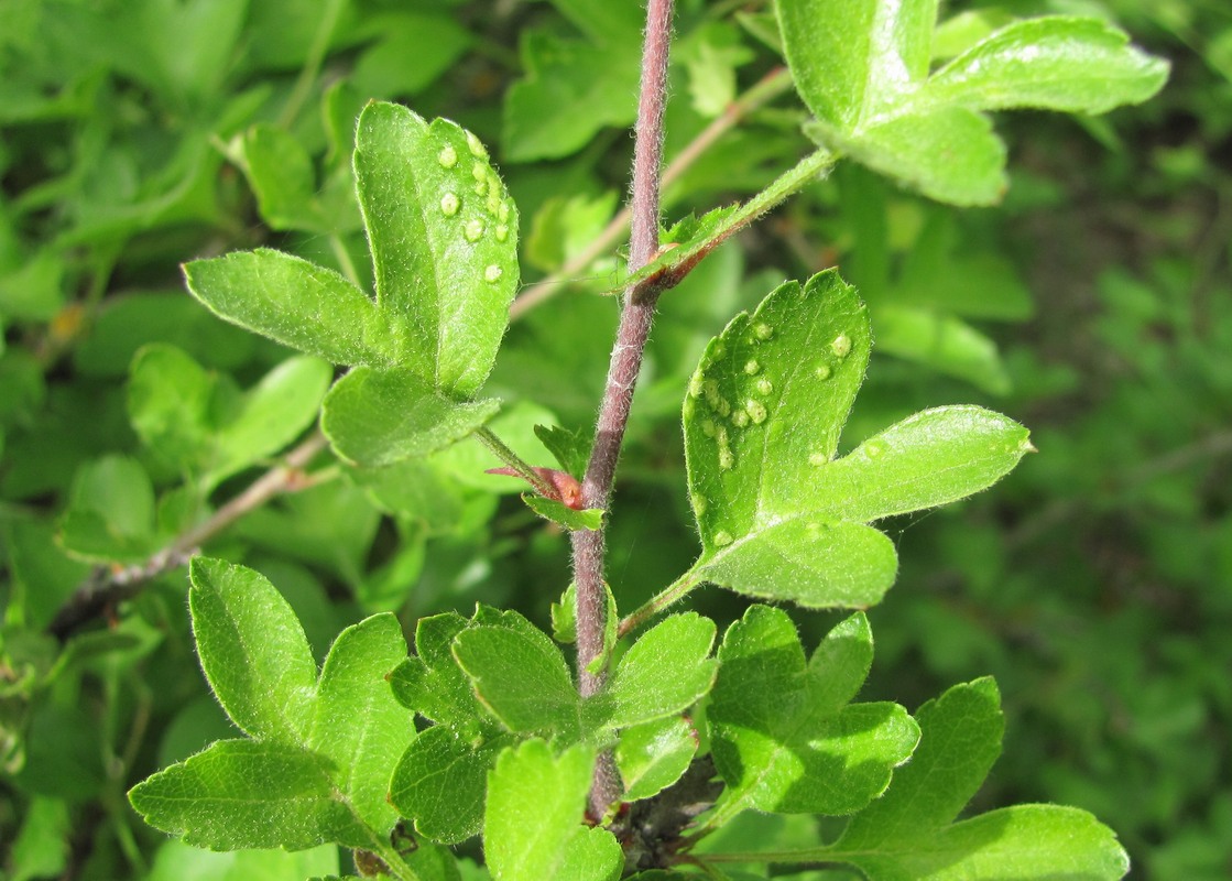 Изображение особи род Crataegus.