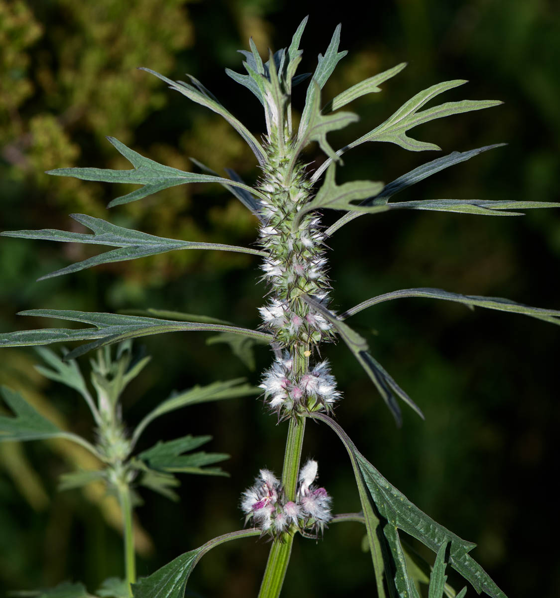 Изображение особи Leonurus glaucescens.