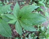 Arisaema jacquemontii. Лист. Московская обл., в культуре. 15.07.2018.