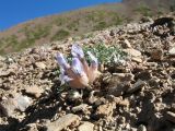 Astragalus nivalis. Цветущее растение в ассоциации с Polygonum paronychioides. Кыргызстан, Зап. Тянь-Шань, Таласский Алатау, южн. сторона пер. Кара-Буура, ≈ 3150 м н.у.м., щебнистый склон южной экспозиции. 18 июля 2018 г.