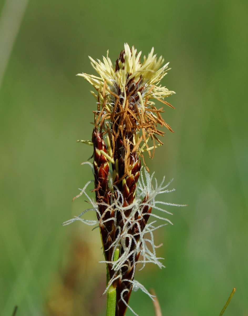 Изображение особи род Carex.