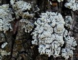 Physcia biziana
