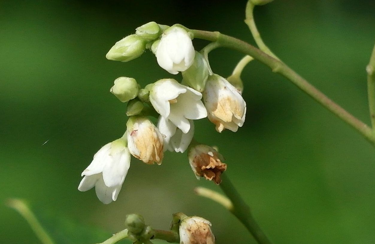 Image of Apocynum cannabinum specimen.