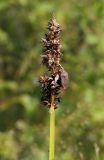 Carex vulpina