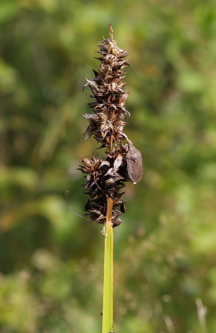 Image of Carex vulpina specimen.