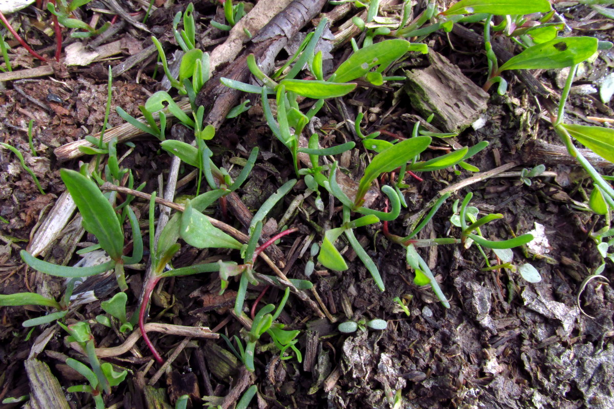 Image of Polygonum aviculare specimen.