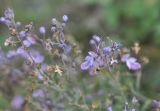 Teucrium orientale