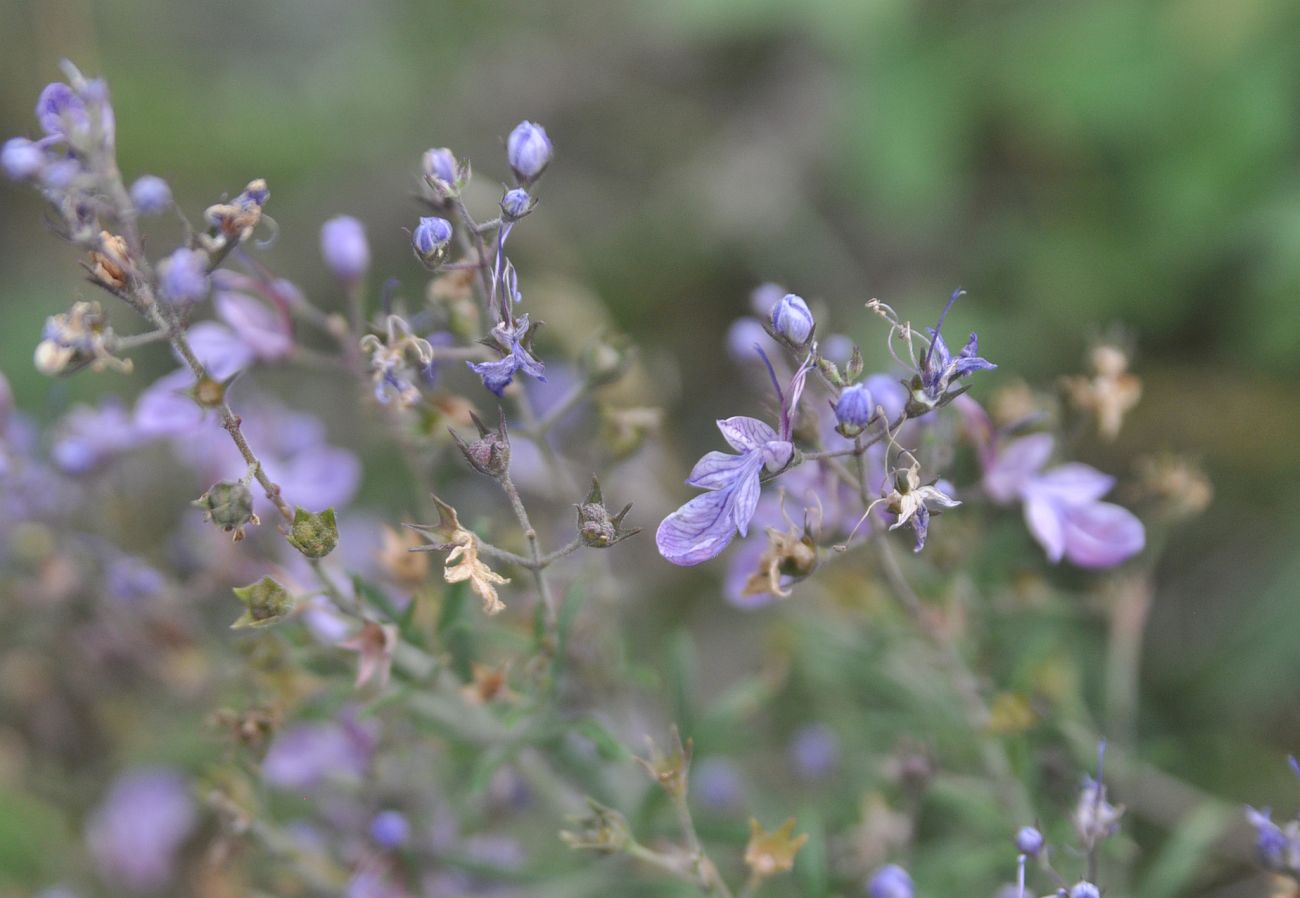 Image of Teucrium orientale specimen.