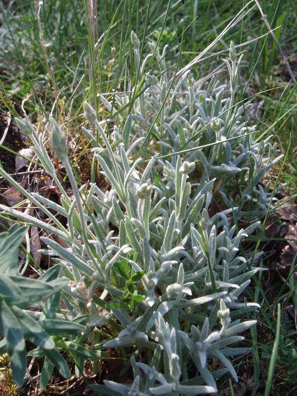 Изображение особи Cerastium biebersteinii.