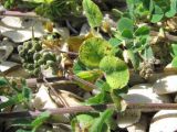 Medicago lupulina. Части веточек с соплодиями; виден лист с поражениями. Дагестан, окр. г. Избербаш, побережье Каспийского моря. 13.05.2018.
