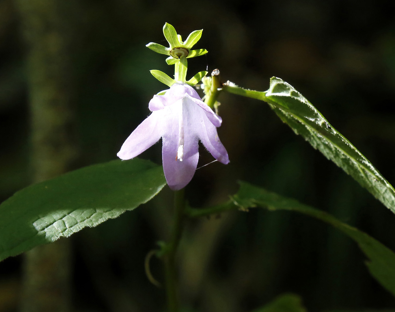 Изображение особи род Campanula.