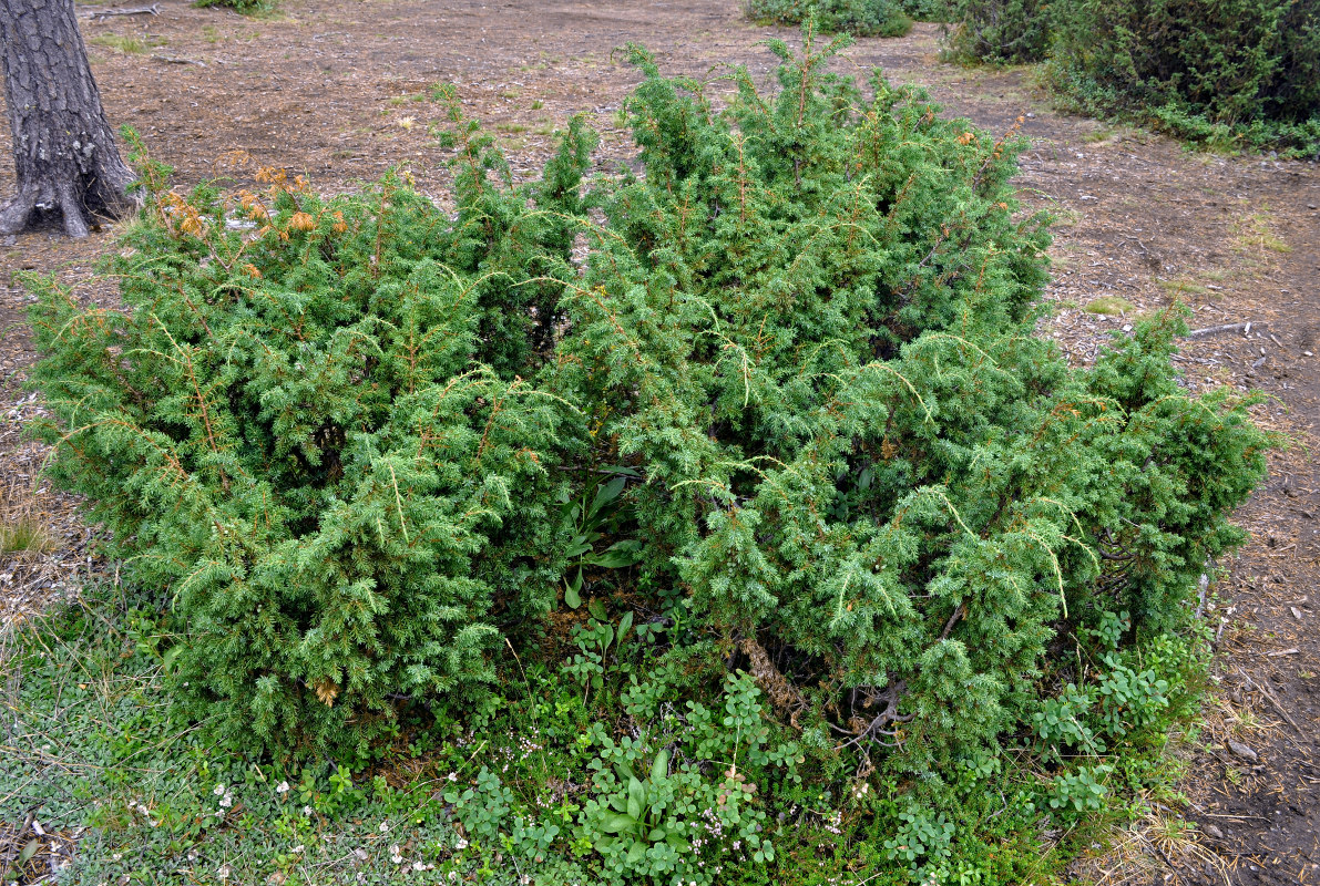 Изображение особи Juniperus sibirica.