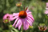 Echinacea purpurea