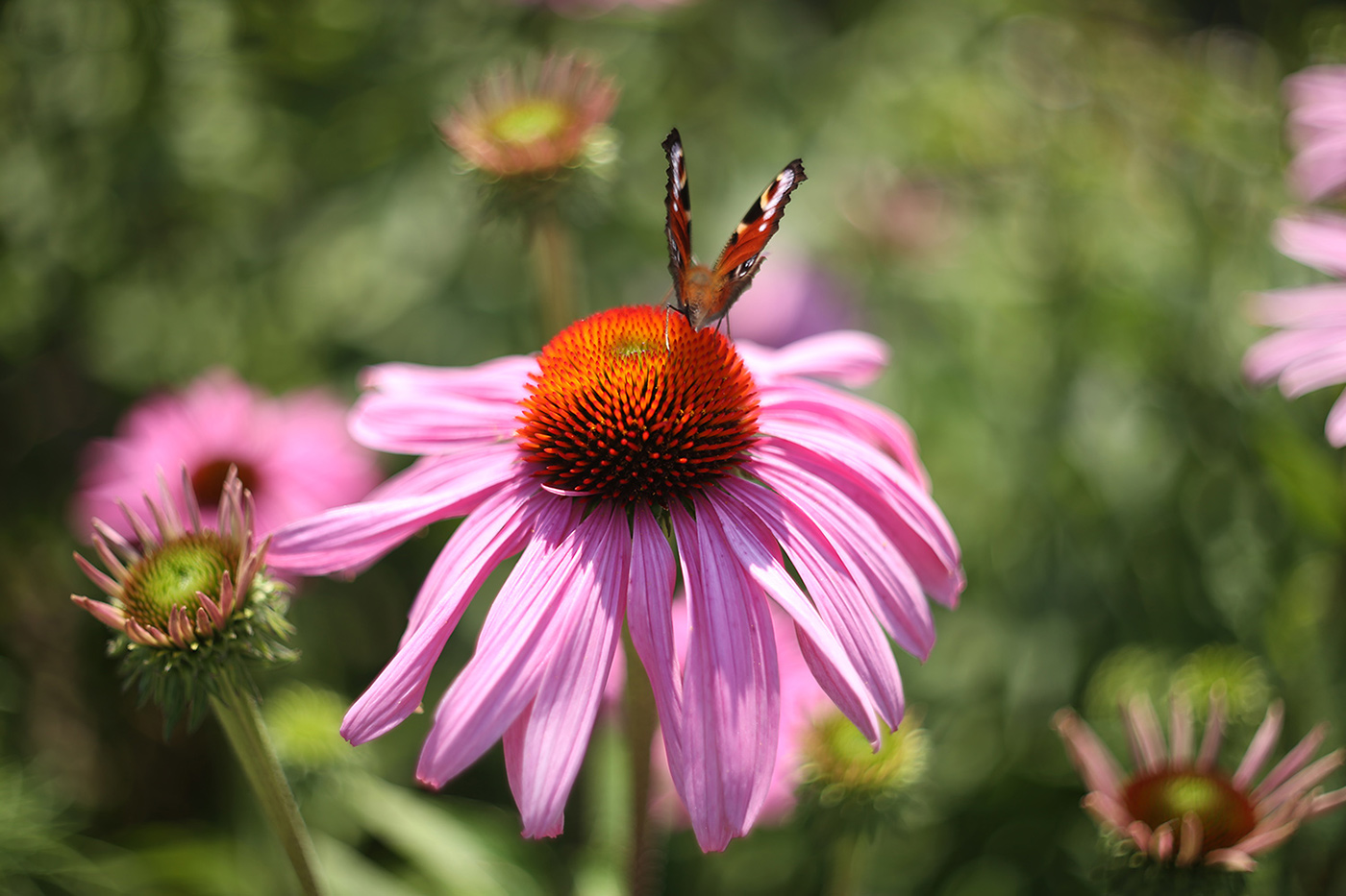 Изображение особи Echinacea purpurea.