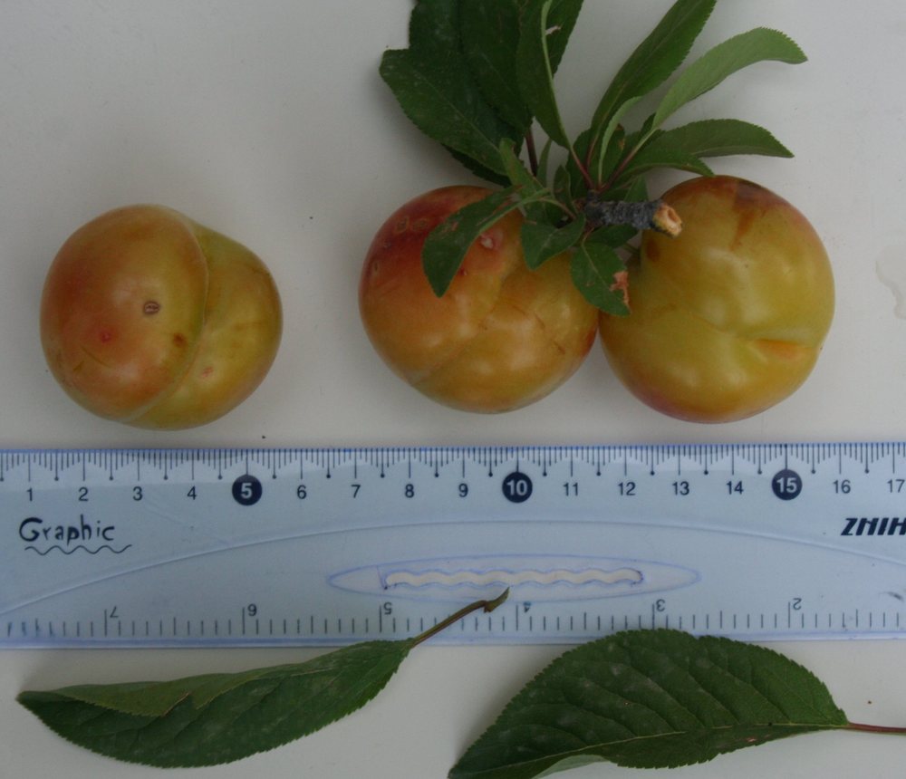 Изображение особи Prunus domestica.