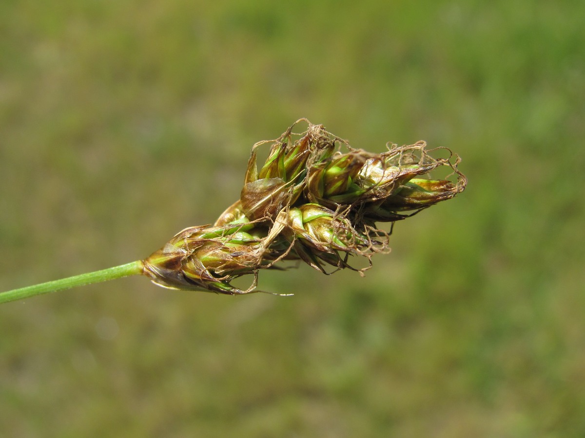 Изображение особи род Carex.