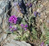 Oxytropis teres