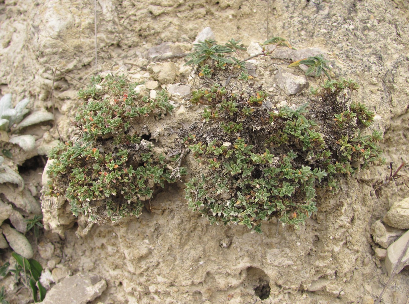 Image of genus Helianthemum specimen.