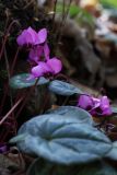 Cyclamen coum. Цветущее растение. Краснодарский край, Туапсинский р-н, долина ручья Красный Водопад, широколиственный лес. 02.04.2013.