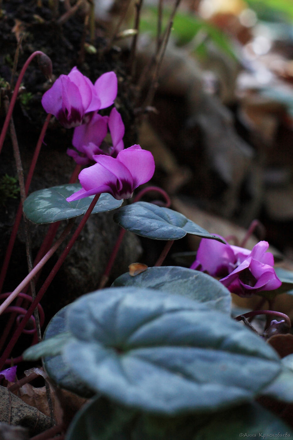 Image of Cyclamen coum specimen.