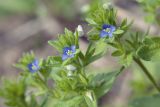 Veronica arvensis