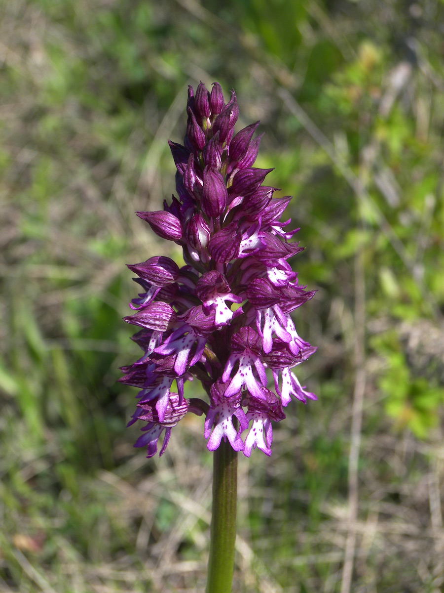 Image of Orchis purpurea ssp. caucasica specimen.